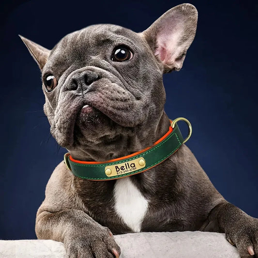 Dog wearing Kivora Breakaway Safety Collar with engraved nameplate - Green