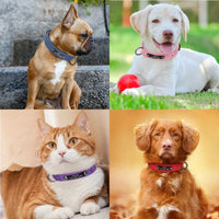 Kivora Breakaway Safety Collar fits dogs and cats of all sizes