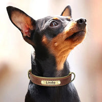 Dog wearing Kivora Breakaway Safety Collar with engraved nameplate - Brown