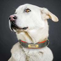 Dog wearing Kivora Breakaway Safety Collar with engraved nameplate - Gray