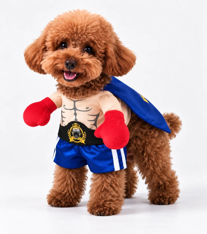Toy poodle wearing the Boxer Champ Halloween costume with red boxing gloves, champion belt and blue satin cape